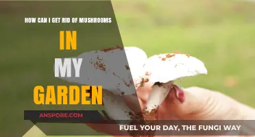 Effective Ways to Eliminate Mushrooms from Your Garden Permanently