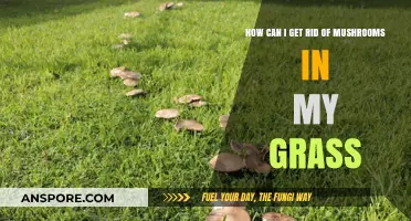 Effective Ways to Eliminate Mushrooms from Your Lawn Permanently