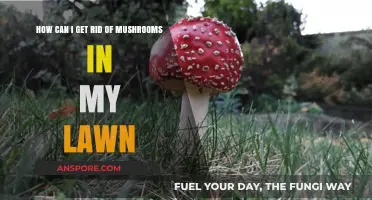 Effective Ways to Eliminate Mushrooms from Your Lawn Permanently