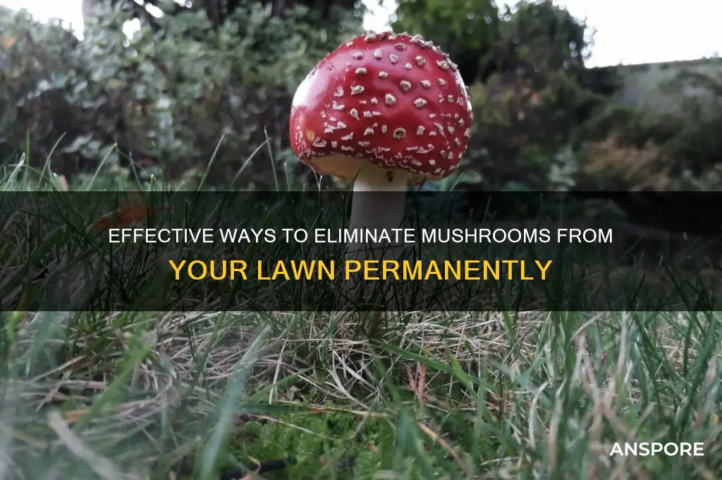 how can i get rid of mushrooms in my lawn