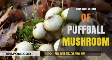 Effective Ways to Eliminate Puffball Mushrooms from Your Garden