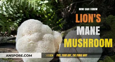 Mastering Lion's Mane Mushroom Cultivation: A Comprehensive Growing Guide