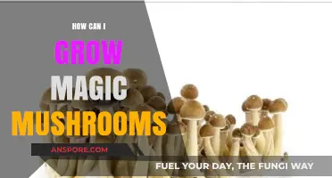 Cultivating Psilocybin Mushrooms: A Comprehensive Guide to Growing Magic Mushrooms