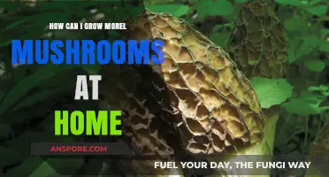 Mastering Morel Mushroom Cultivation: A Beginner's Guide to Growing at Home