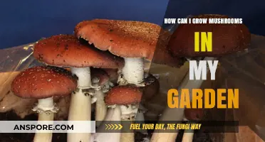 Growing Mushrooms in Your Garden: A Beginner’s Step-by-Step Guide