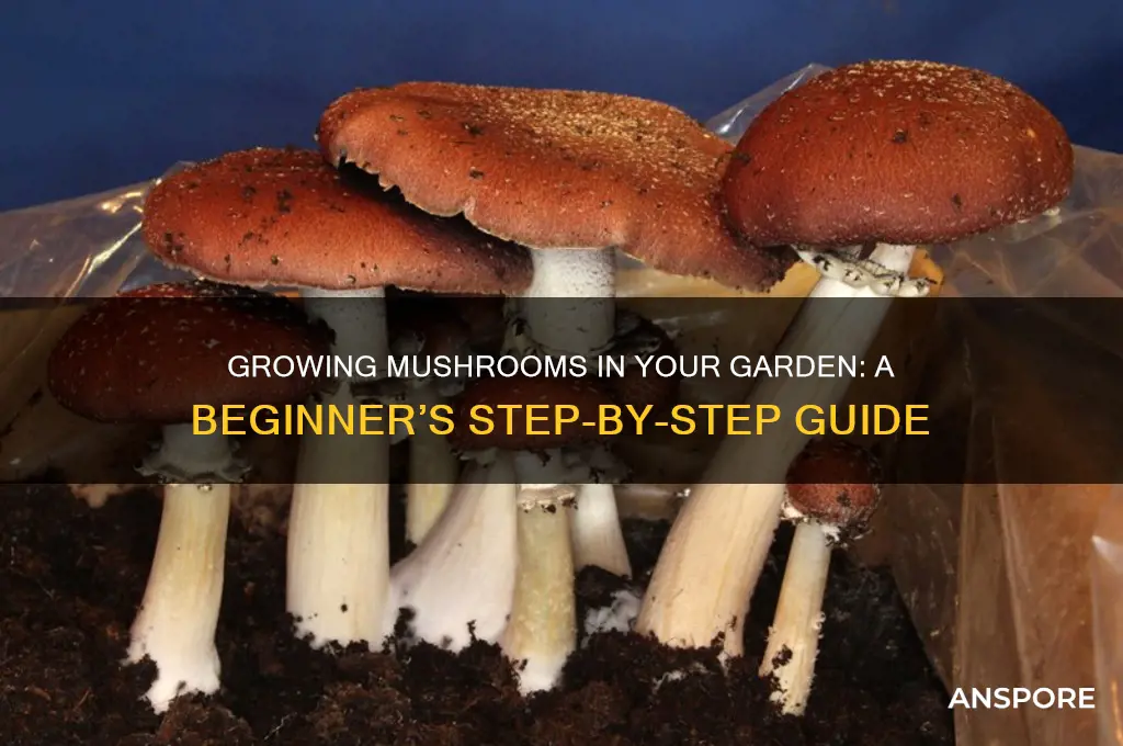 how can i grow mushrooms in my garden