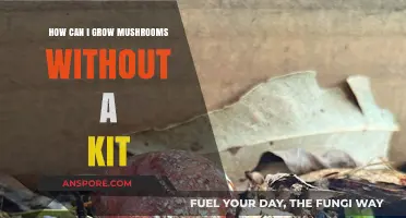 DIY Mushroom Cultivation: Growing Mushrooms Without a Kit at Home