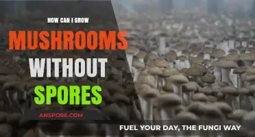 Mushroom Cultivation: Growing Without Spores – Simple Techniques Revealed