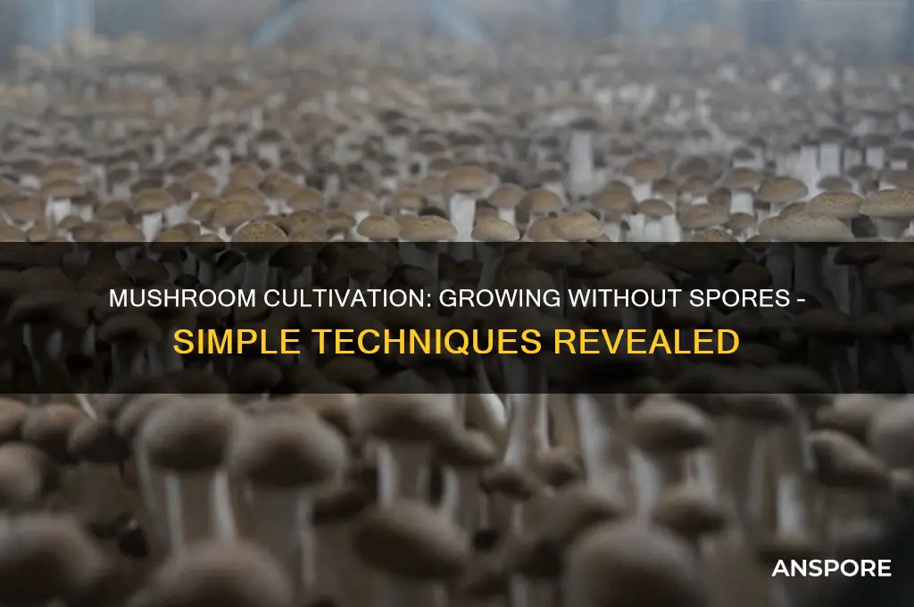 how can i grow mushrooms without spores