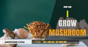 Mastering Mushroom Cultivation: A Beginner's Guide to Growing Mushrooms