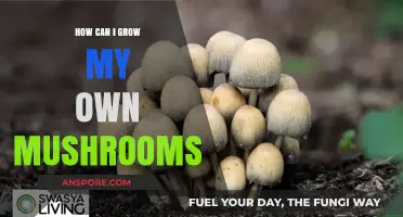Master Mushroom Cultivation: A Beginner's Guide to Growing Your Own
