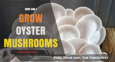 Mastering Oyster Mushroom Cultivation: Simple Steps for Abundant Harvests