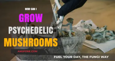 Cultivating Psychedelic Mushrooms: A Comprehensive Guide to Successful Growth