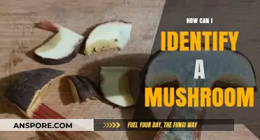 Mastering Mushroom Identification: Essential Tips for Safe Foraging Adventures