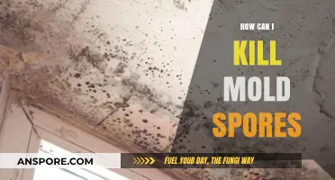 Effective Ways to Eliminate Mold Spores and Prevent Regrowth