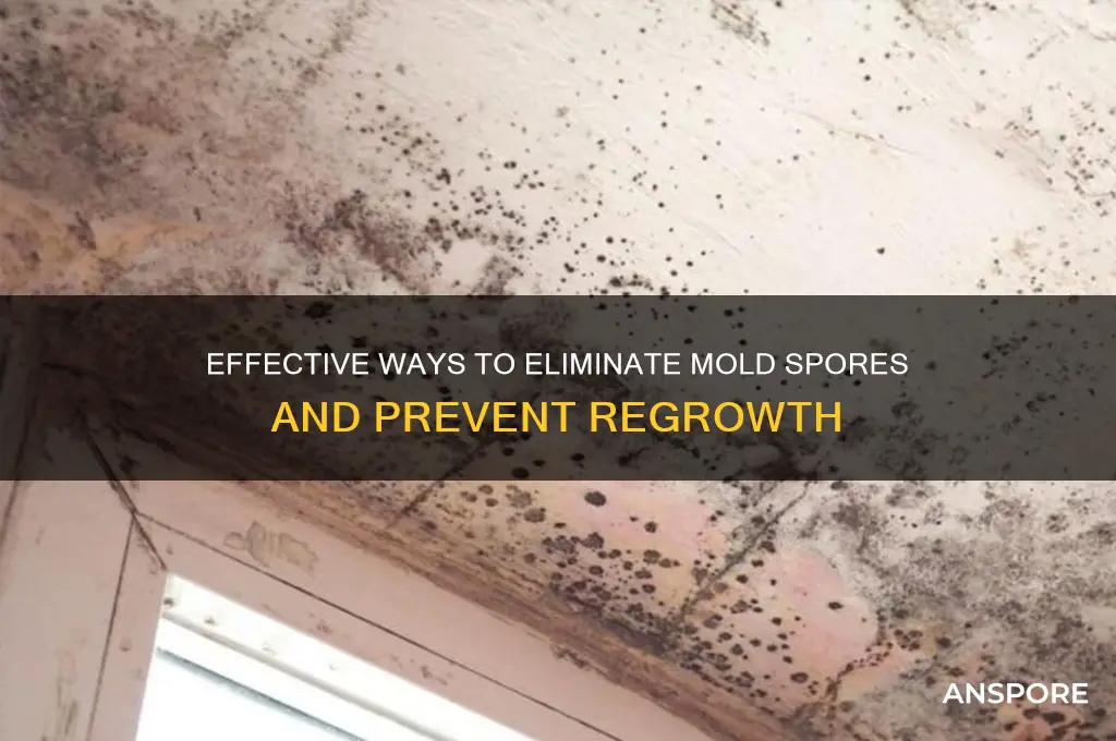 how can i kill mold spores