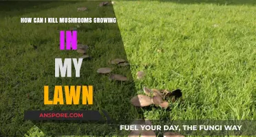 Effective Ways to Eliminate Unwanted Mushrooms from Your Lawn