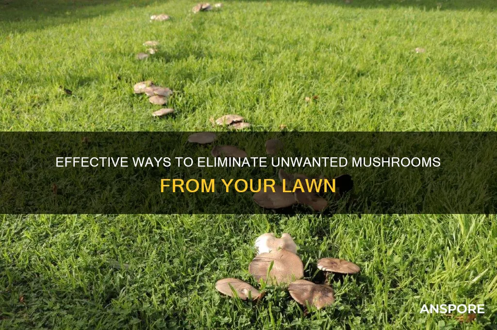 how can i kill mushrooms growing in my lawn
