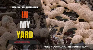 Effective Ways to Eliminate Unwanted Mushrooms in Your Yard