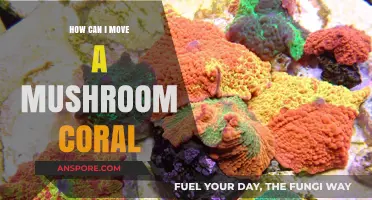 Safely Moving Mushroom Corals: A Step-by-Step Aquarium Guide