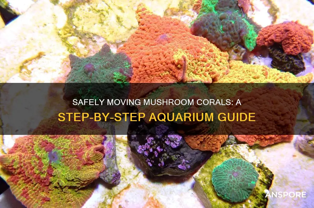 how can i move a mushroom coral