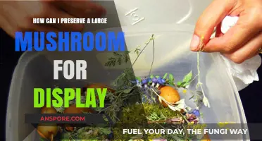 Preserving Large Mushrooms: Creative Display Techniques and Long-Term Care Tips