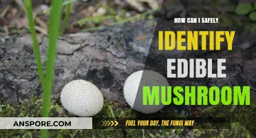 Safely Identifying Edible Mushrooms: Expert Tips for Foraging with Confidence