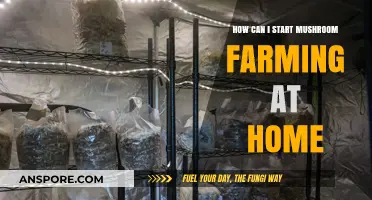 Start Mushroom Farming at Home: A Beginner's Guide to Success