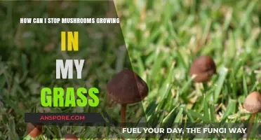 Prevent Mushroom Growth: Effective Tips for a Fungus-Free Lawn