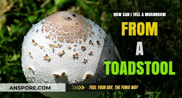 Mushrooms vs. Toadstools: Key Differences and How to Identify Them