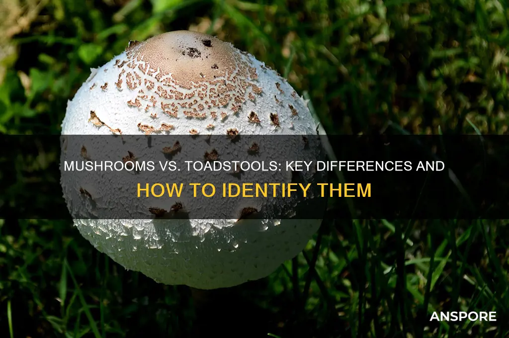 how can i tell a mushroom from a toadstool