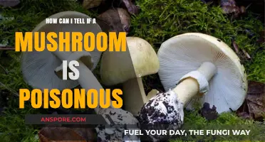 Identifying Poisonous Mushrooms: Essential Tips for Safe Foraging and Consumption