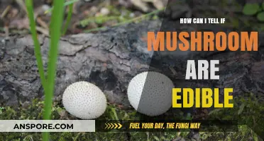 Identifying Edible Mushrooms: Safe Foraging Tips and Warning Signs