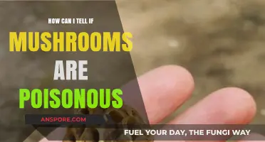 Identifying Poisonous Mushrooms: Essential Tips for Safe Foraging and Consumption