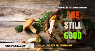How to Tell If Mushrooms Are Still Good: A Quick Guide