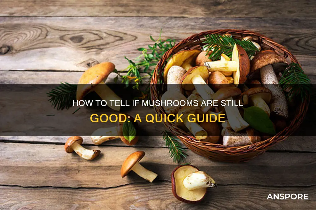 how can i tell if mushrooms are still good