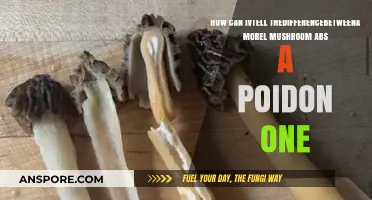 Morel vs. Poisonous Mushrooms: Key Identification Tips for Safe Foraging