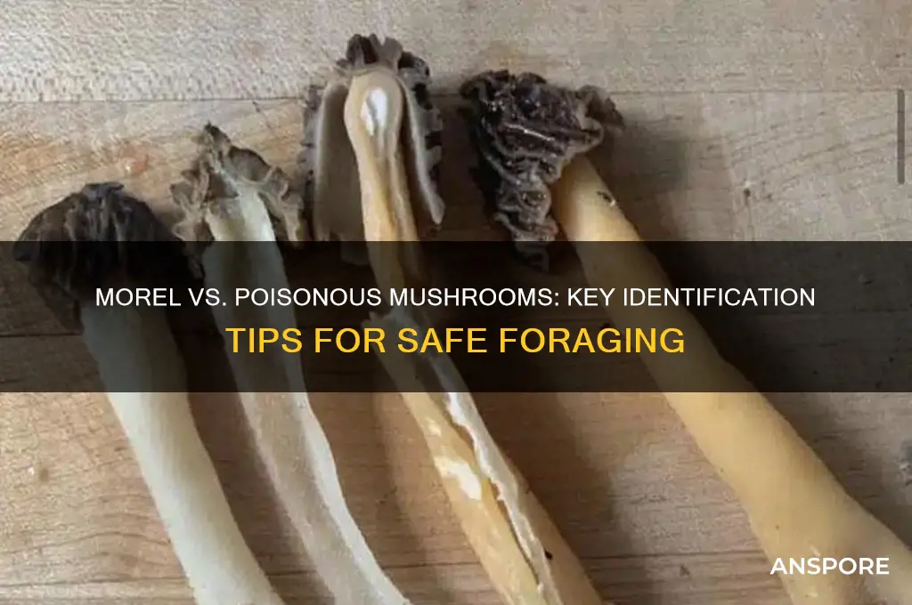 how can ivtell thedifferencebetweena morel mushroom abs a poidon one