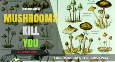 Deadly Risks of Magic Mushrooms: Understanding the Lethal Side Effects