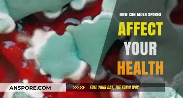 Mold Spores and Health: Understanding the Hidden Risks and Symptoms