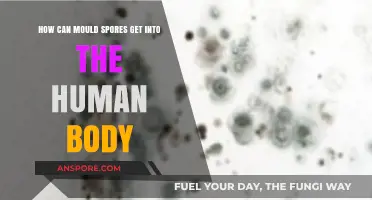 How Mould Spores Enter the Human Body: Routes and Risks