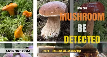 Detecting Mushrooms: Techniques and Tools for Accurate Identification
