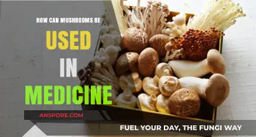 Unlocking Healing Potential: Medicinal Mushrooms in Modern Healthcare