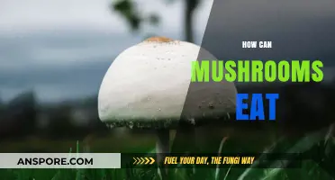 How Mushrooms Digest Nutrients: The Fascinating Process of Fungal Feeding