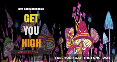 Exploring Psychedelic Mushrooms: Unveiling Their Mind-Altering Effects and High