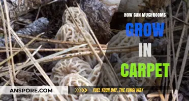 Can Mushrooms Thrive in Your Carpet? Surprising Growth Secrets Revealed