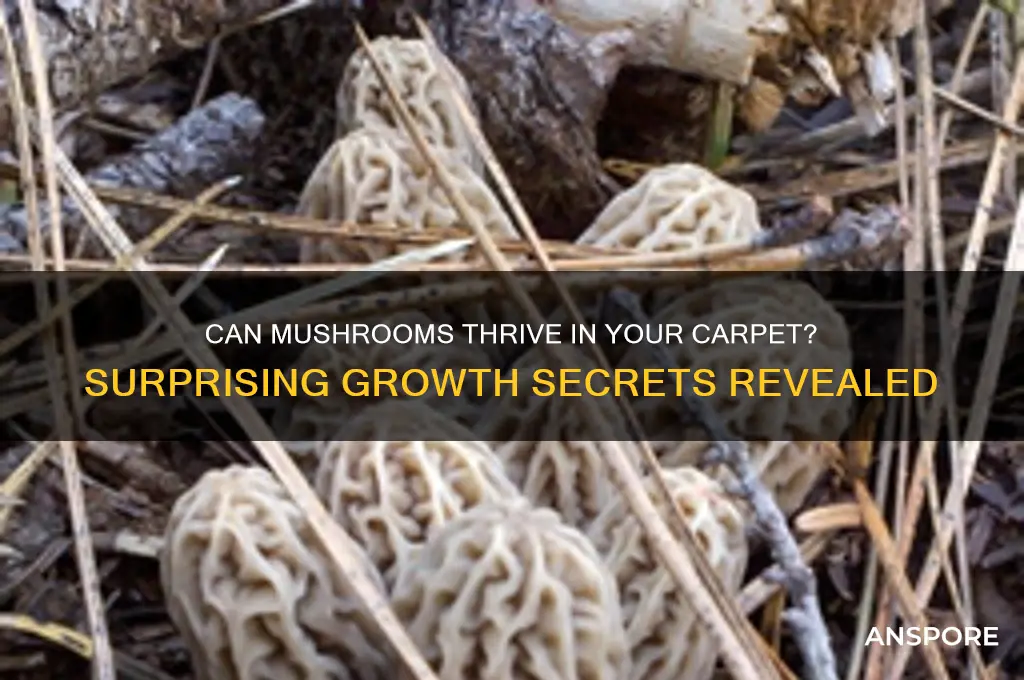 how can mushrooms grow in carpet