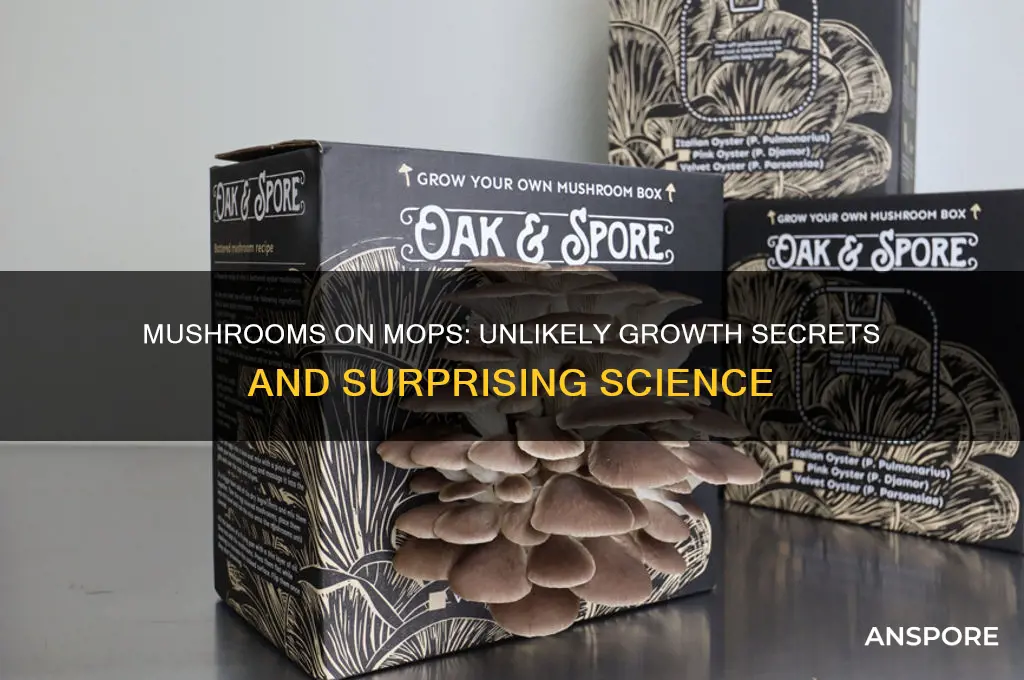 how can mushrooms grow on mops