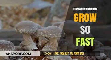Rapid Mushroom Growth: Unveiling the Secrets Behind Their Speedy Development