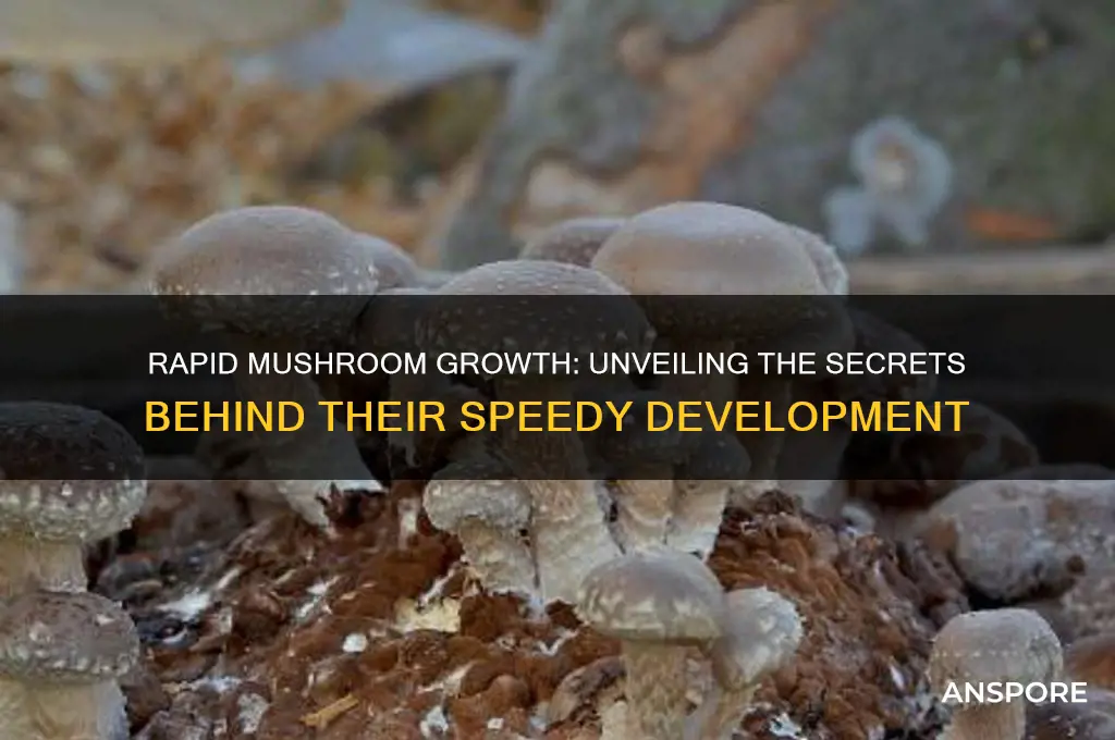 how can mushrooms grow so fast